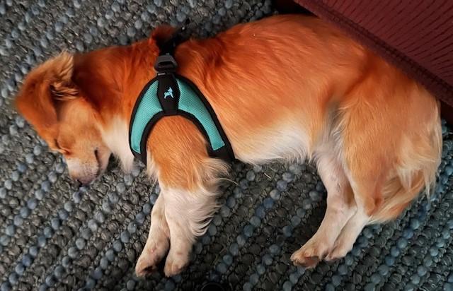 Enlarge MILO, a ADOPTABLE mixed breed in Bell Gardens, CA image 3/5