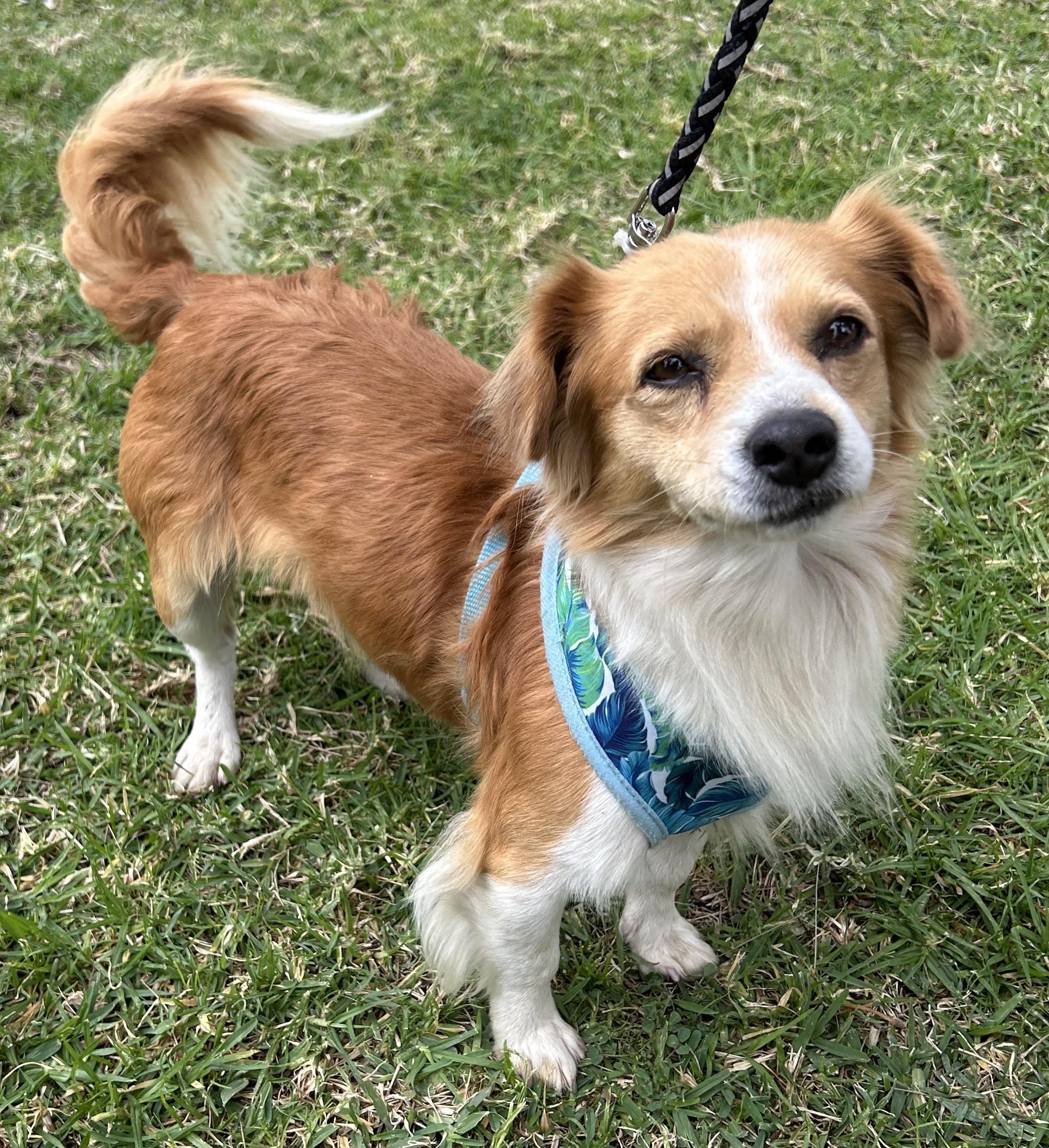 Enlarge MILO, a ADOPTABLE mixed breed in Bell Gardens, CA image 4/5