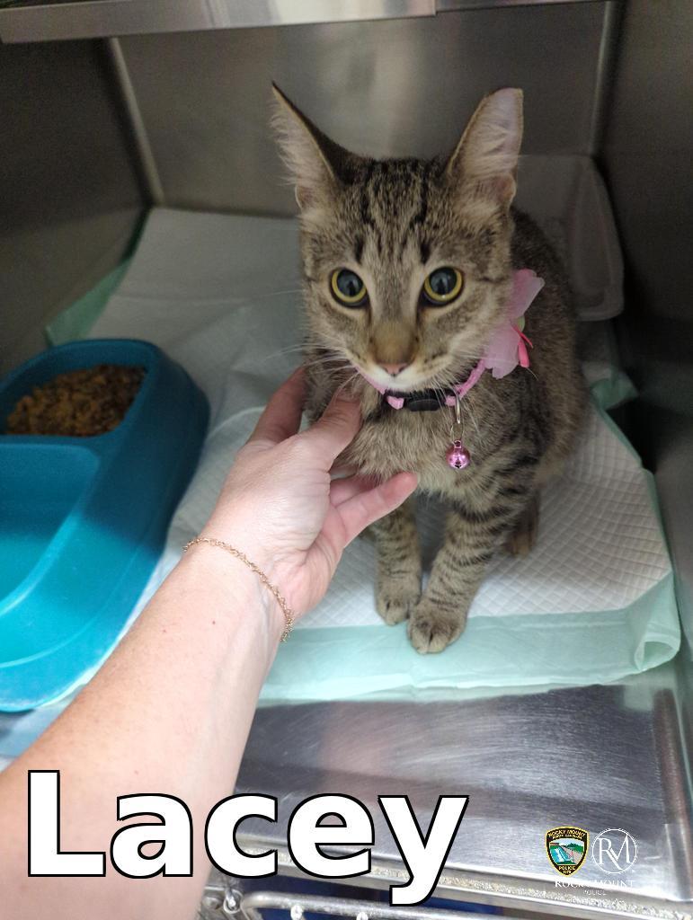 Enlarge Lacey, a Adoptable mixed breed in Rocky Mount, NC image 1/1