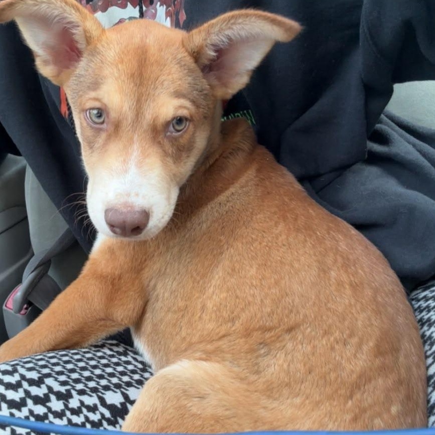 Enlarge Chess, a Adoptable mixed breed in Lancaster, PA image 1/5