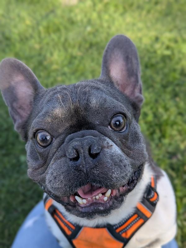 Slushy, Adoptable, Adult Male French Bulldog.