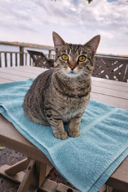 Mama, ADOPTABLE, Adult Female Domestic Short Hair.