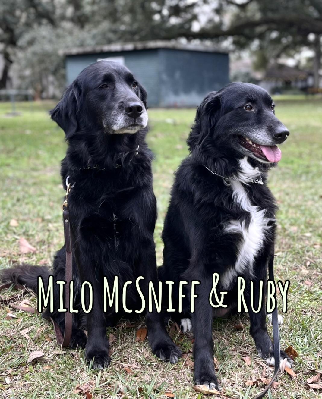Ruby and Milo McSniff (BONDED PAIR) Border Collie Dog