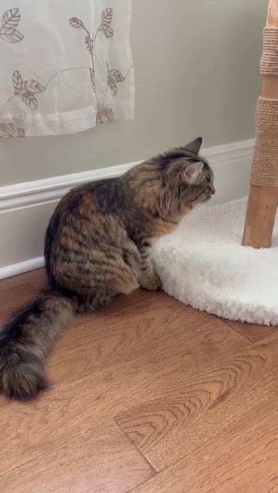 Enlarge Juno, an adopted mixed breed in New Orleans, LA video 2/2