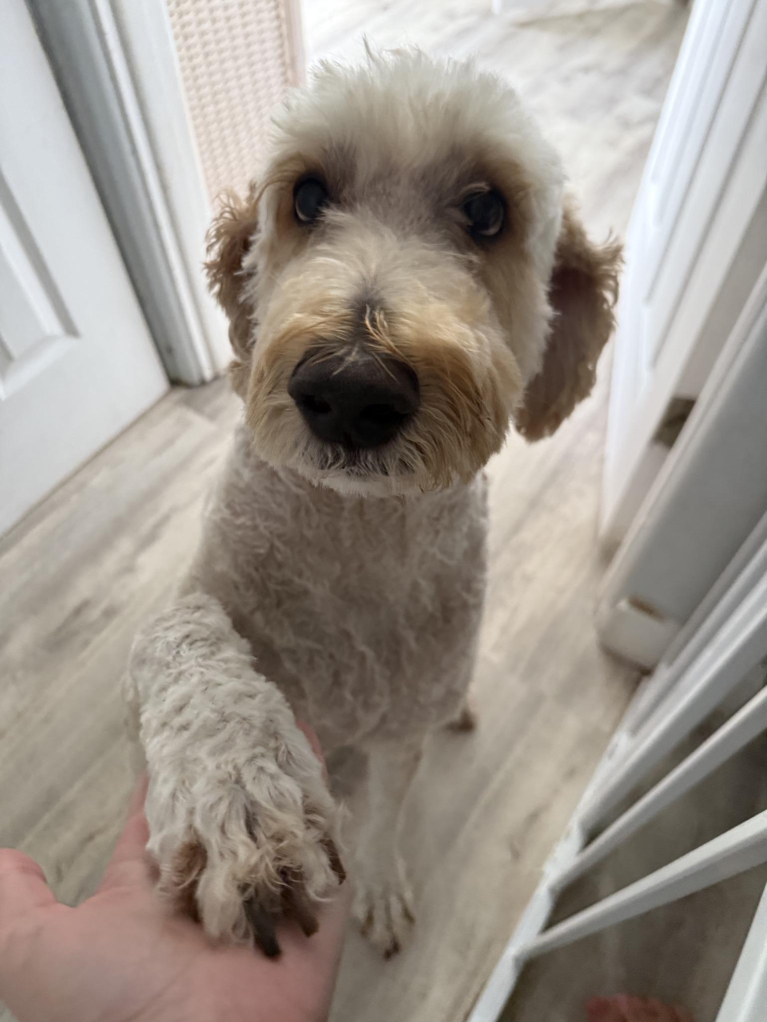 Mickey and Minnie, an adoptable Labradoodle in New Smyrna Beach, FL, 32168 | Photo Image 4