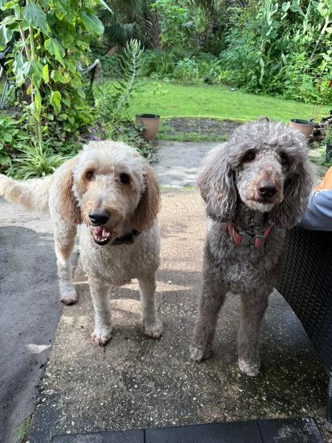 Mickey and Minnie, an adoptable Labradoodle in New Smyrna Beach, FL, 32168 | Photo Image 1