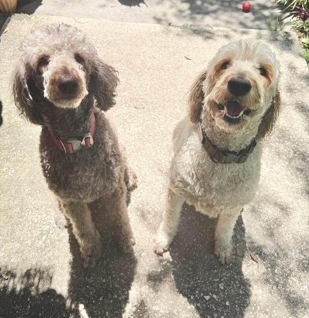 Mickey and Minnie, an adoptable Labradoodle in New Smyrna Beach, FL, 32168 | Photo Image 2