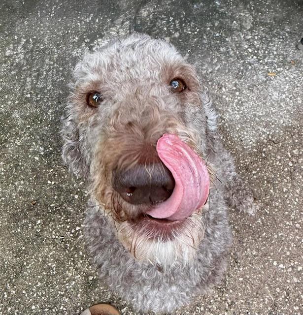 Mickey and Minnie, an adoptable Labradoodle in New Smyrna Beach, FL, 32168 | Photo Image 3