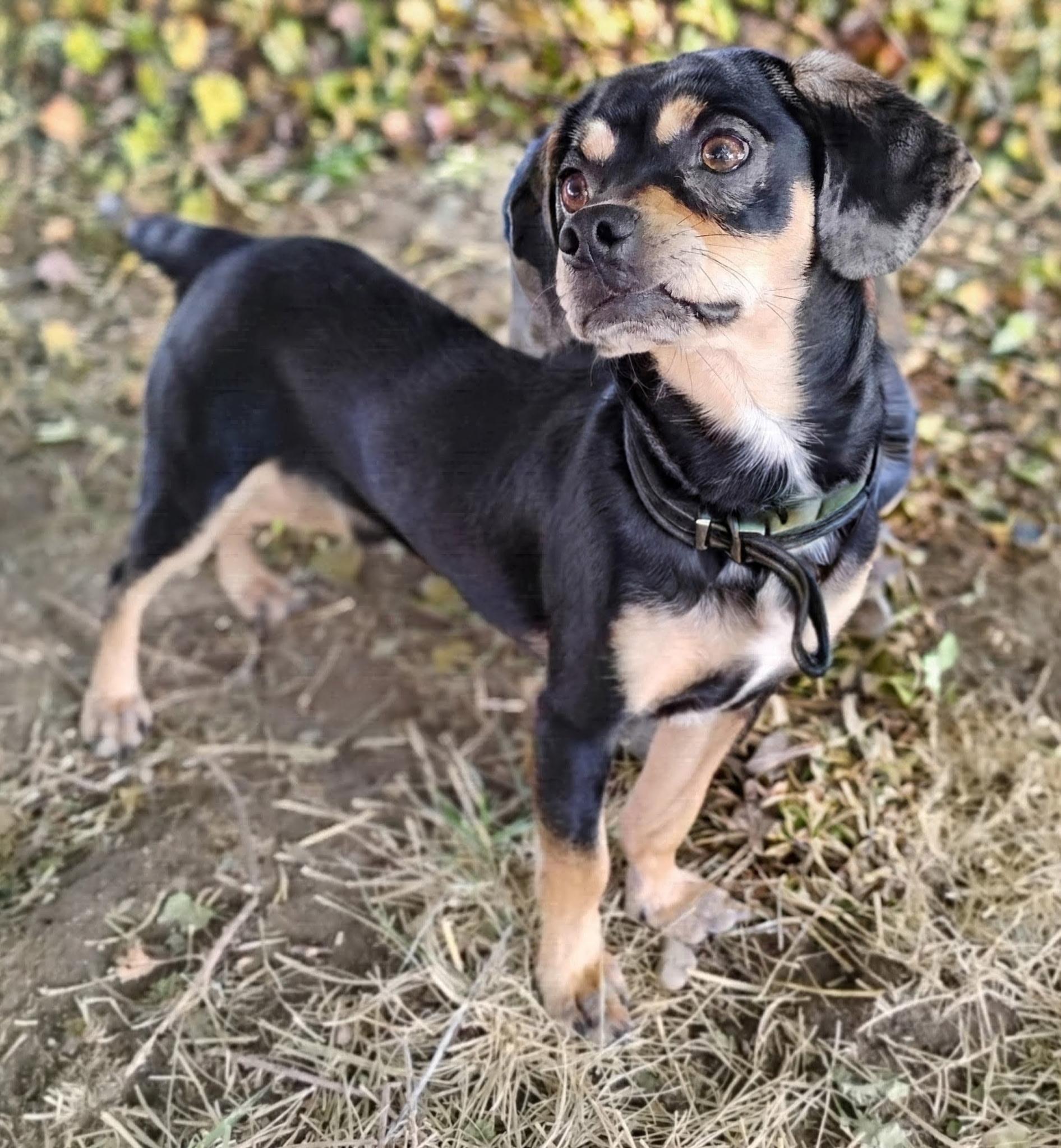 Scooter, Adoptable, Adult Male Pug & Chihuahua.