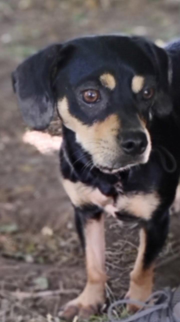 Enlarge Scooter, a Adoptable mixed breed in Twin Falls, ID image 3/5