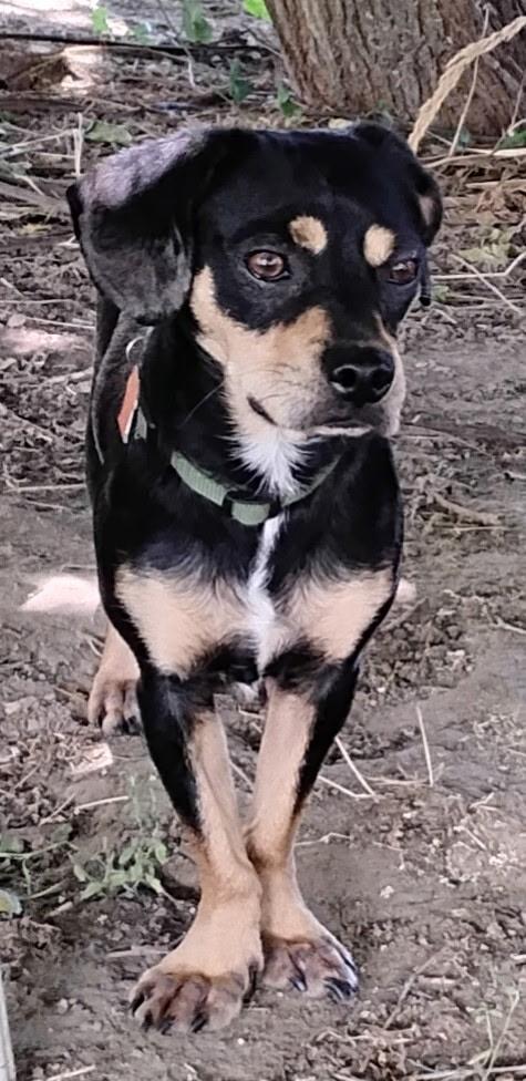 Enlarge Scooter, a Adoptable mixed breed in Twin Falls, ID image 4/5