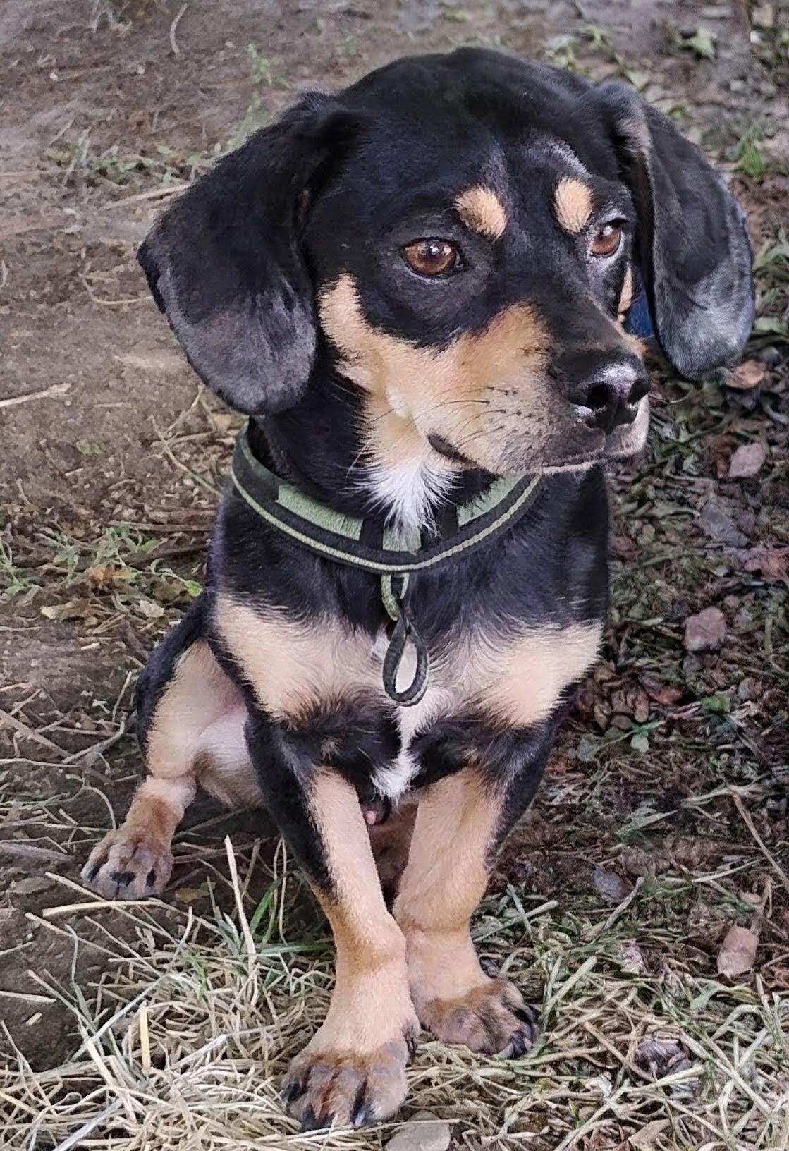 Enlarge Scooter, a Adoptable mixed breed in Twin Falls, ID image 5/5