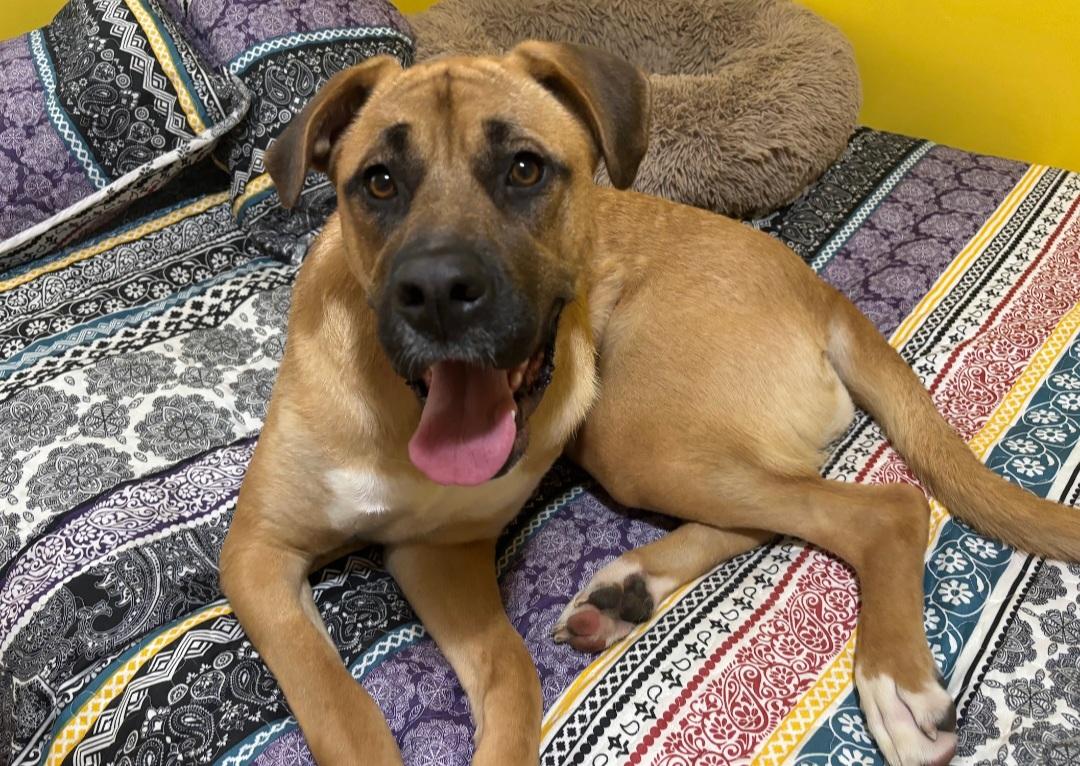 Marianna, a Adoptable mixed breed image 1/6