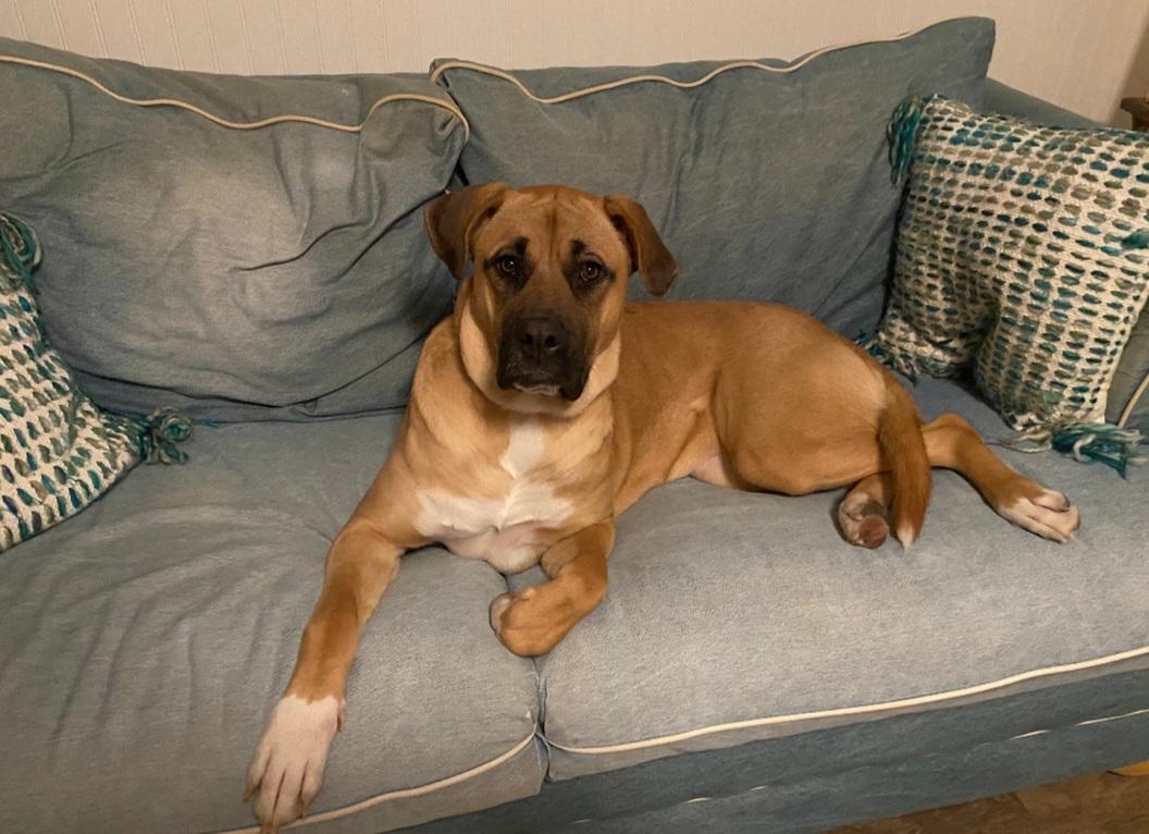 Marianna, a Adoptable mixed breed image 2/6