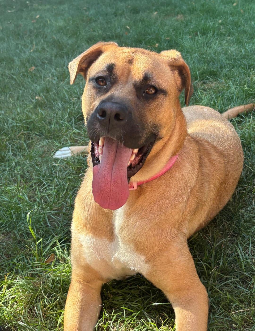 Marianna, a Adoptable mixed breed image 3/6