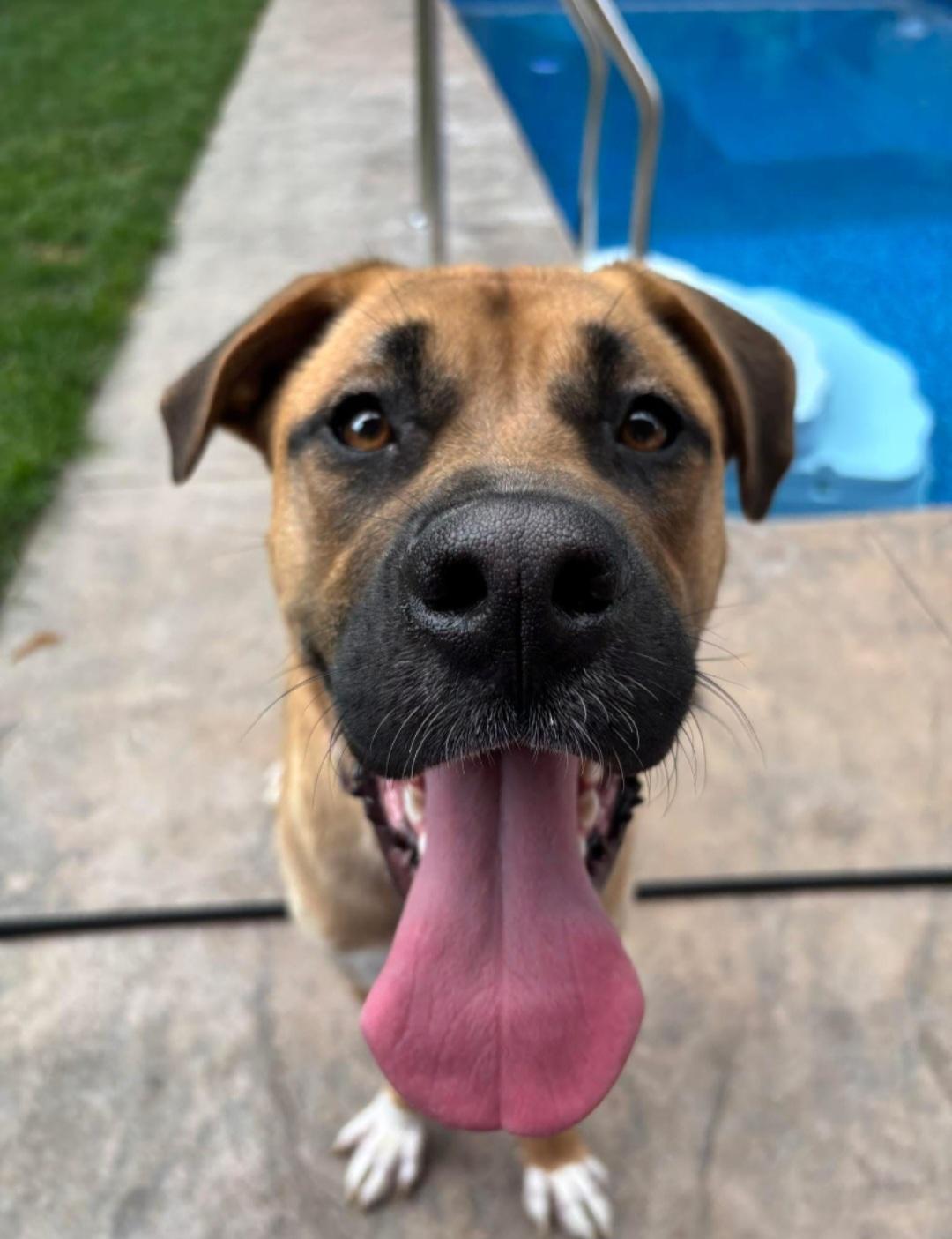 Marianna, a Adoptable mixed breed image 4/6