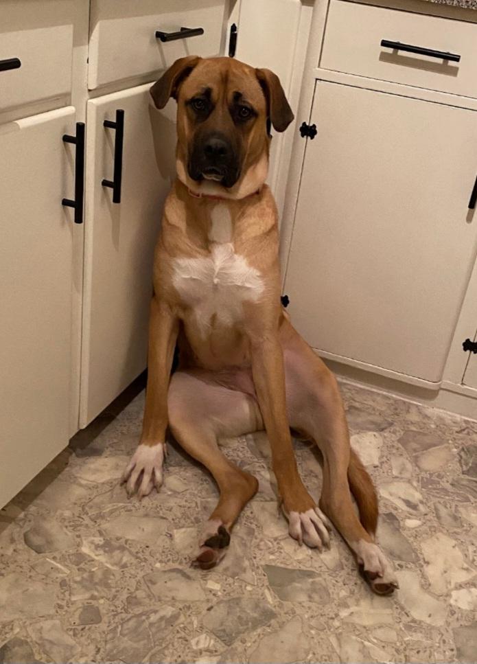 Marianna, a Adoptable mixed breed image 5/6