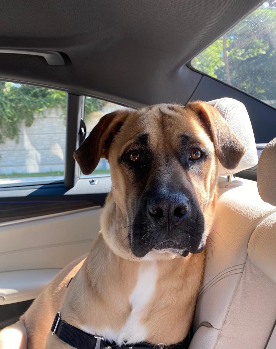 Marianna, a Adoptable mixed breed image 6/6