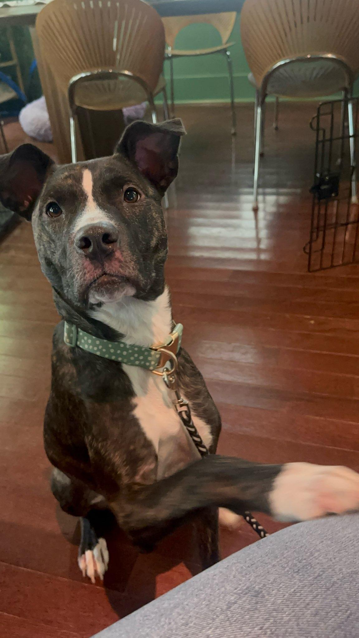 Muffin, a Adoptable Mixed Breed in New Orleans, LA image 3/5