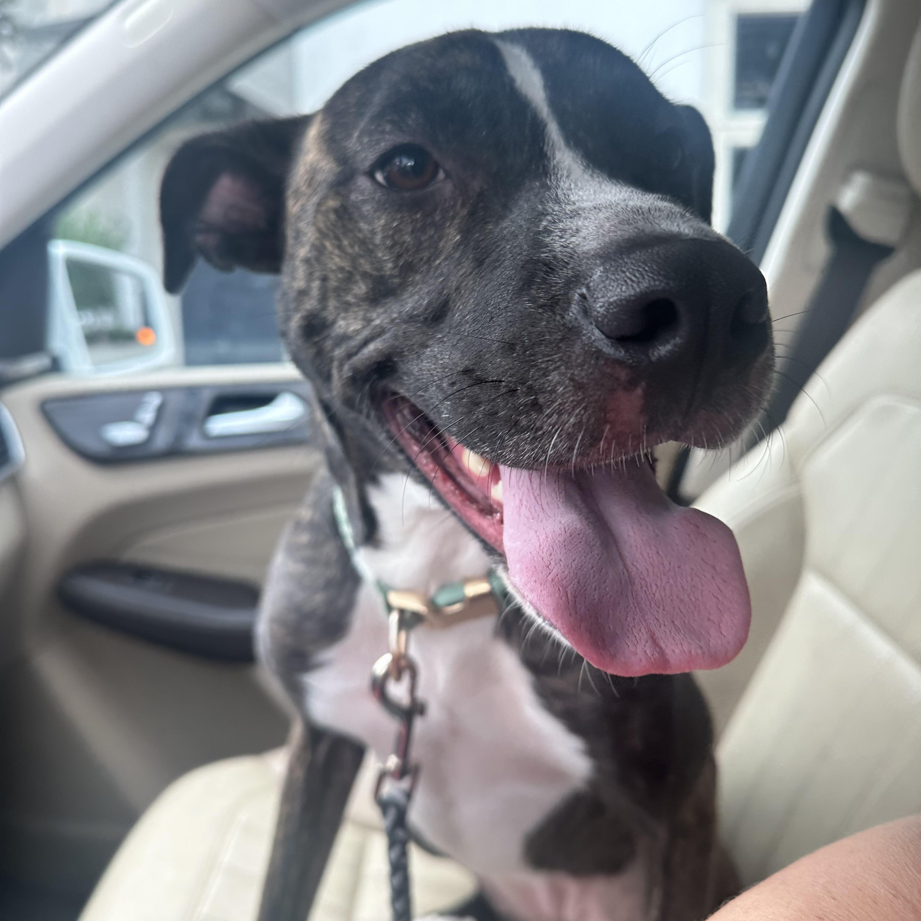 Muffin, a Adoptable Mixed Breed in New Orleans, LA image 4/5