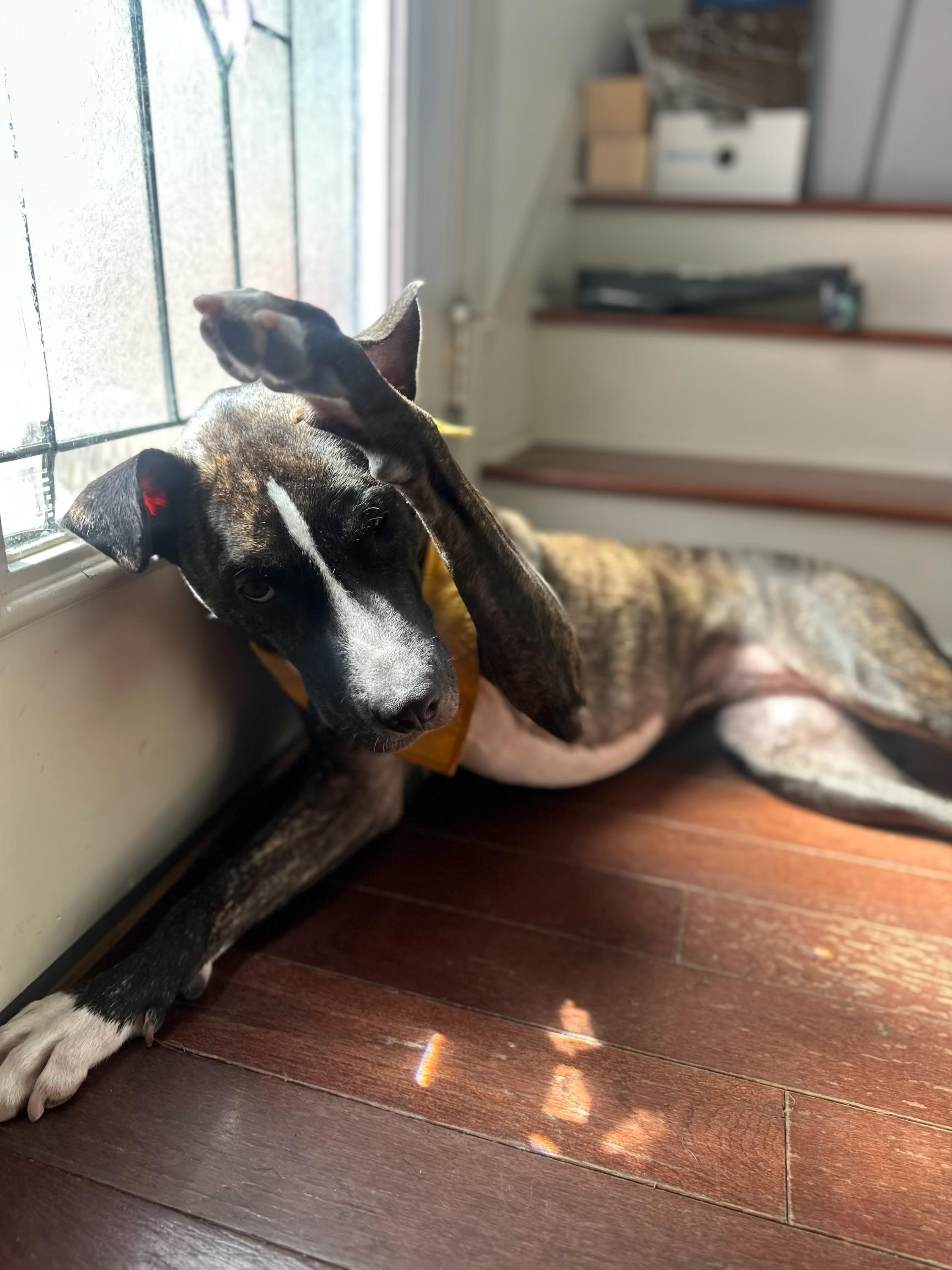 Muffin, a Adoptable Mixed Breed in New Orleans, LA image 1/5