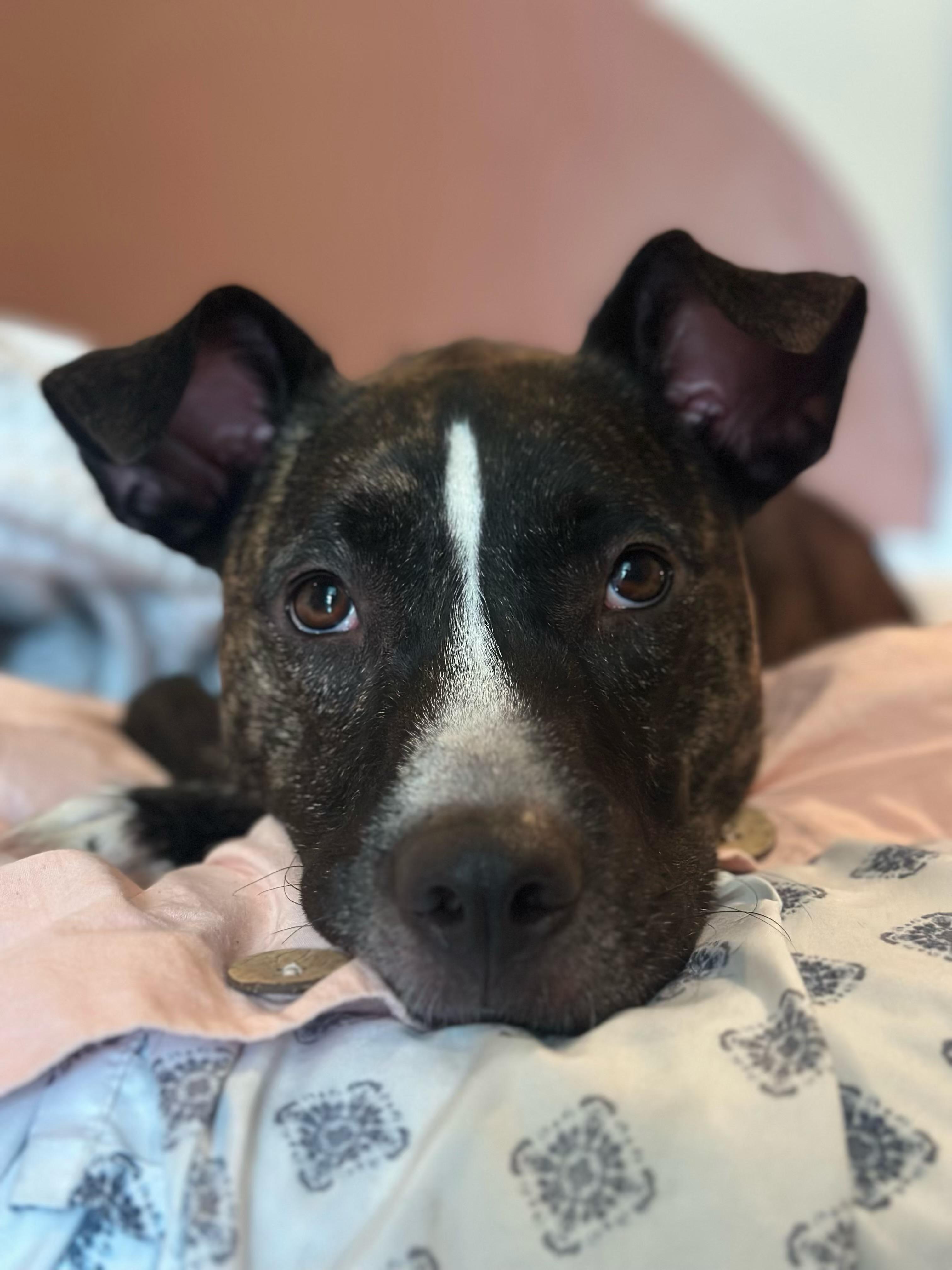 Muffin, a Mixed Breed