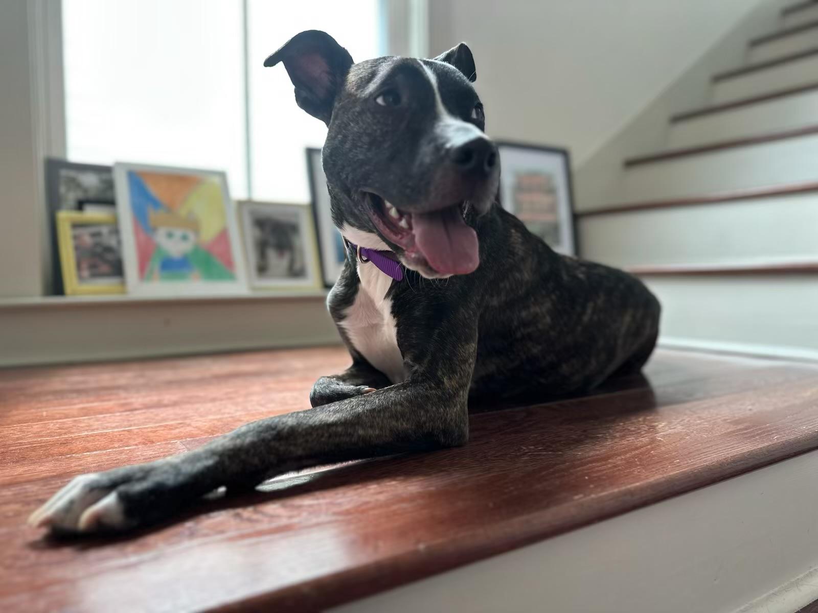 Muffin, a Adoptable Mixed Breed in New Orleans, LA image 5/5