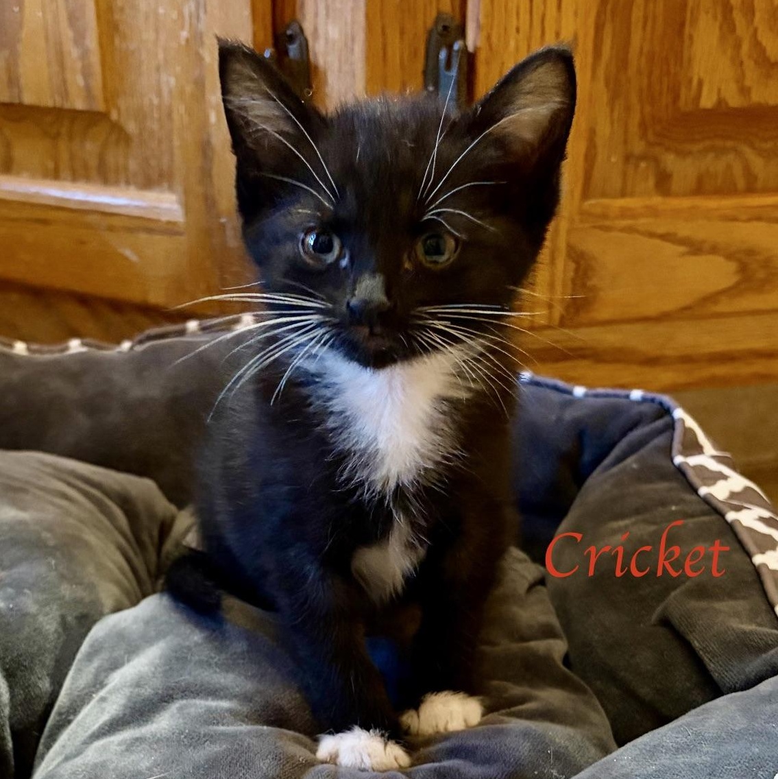 Cricket...I want to hop right into your family, adopted, Kitten Male Domestic Short Hair.