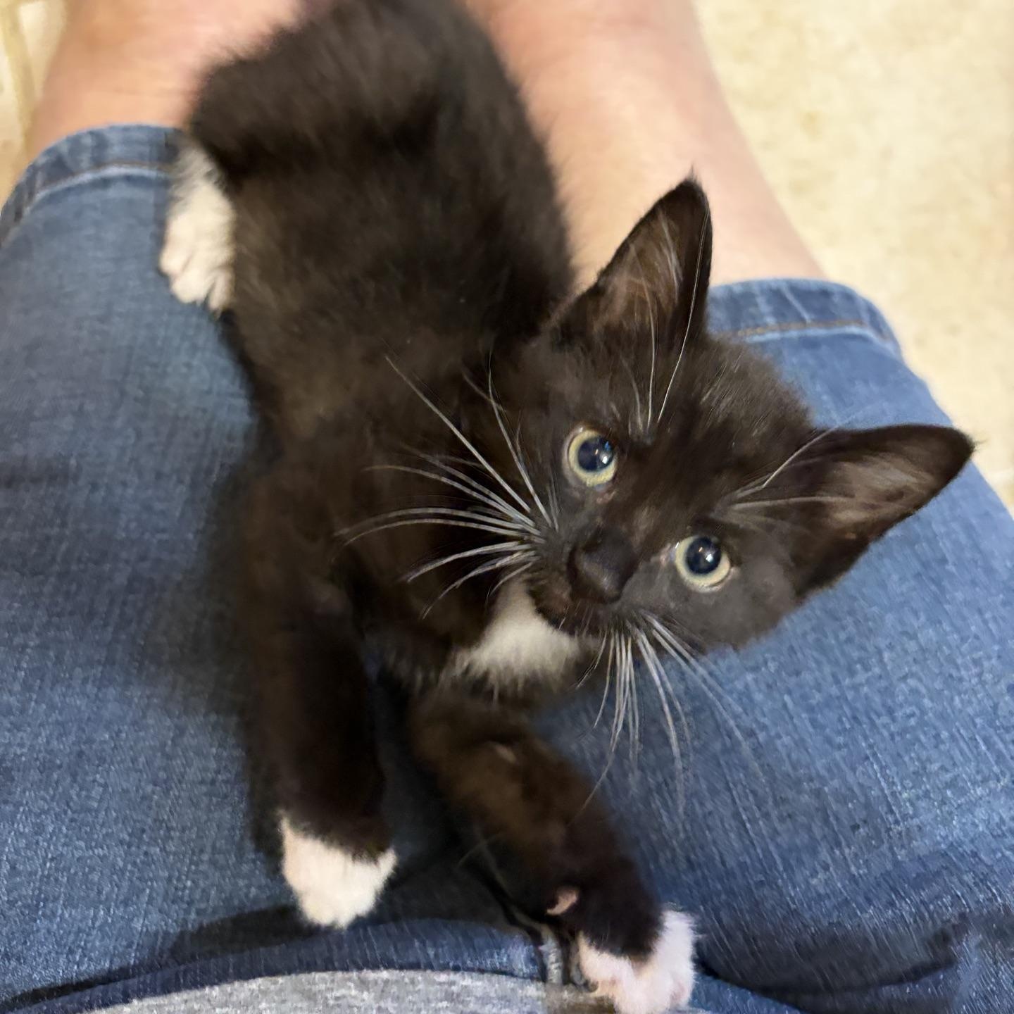 Enlarge Cricket...I want to hop right into your family, an adopted Domestic Short Hair in Murfreesboro, TN image 2/2