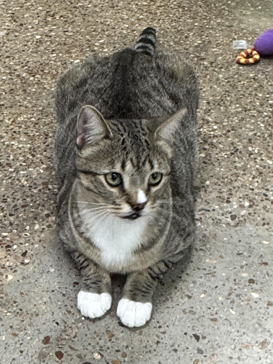 Enlarge Silly Willy, a ADOPTABLE Domestic Short Hair in Houston, TX image 6/6