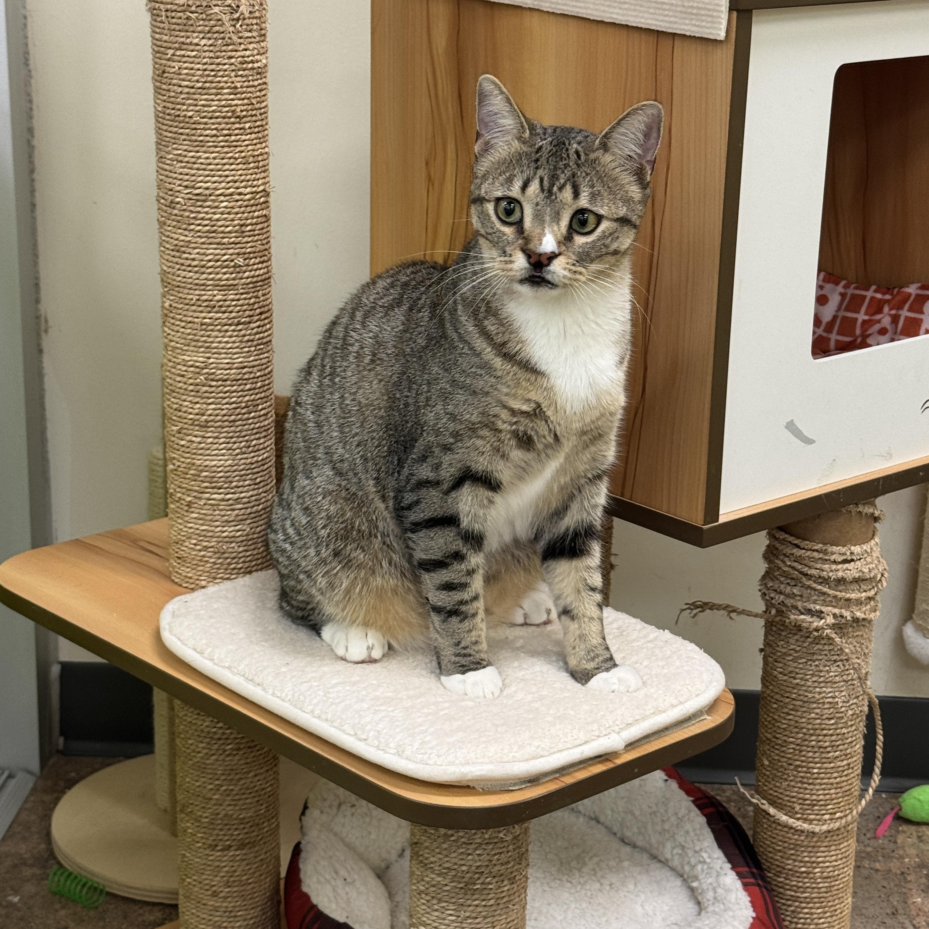 Enlarge Silly Willy, a ADOPTABLE Domestic Short Hair in Houston, TX image 5/6