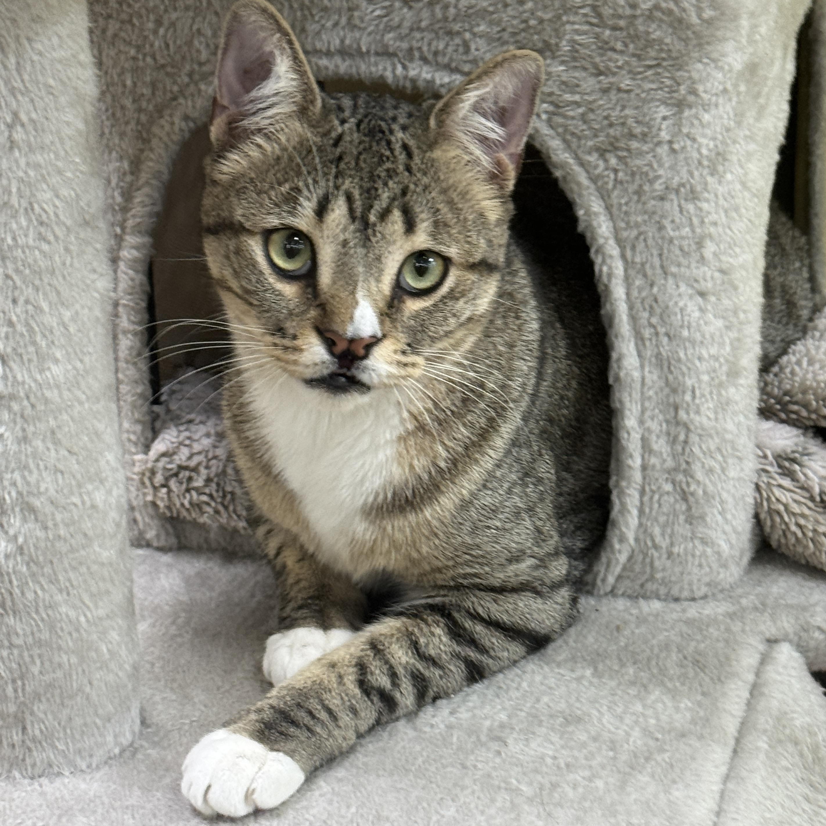 Enlarge Silly Willy, a ADOPTABLE Domestic Short Hair in Houston, TX image 2/6