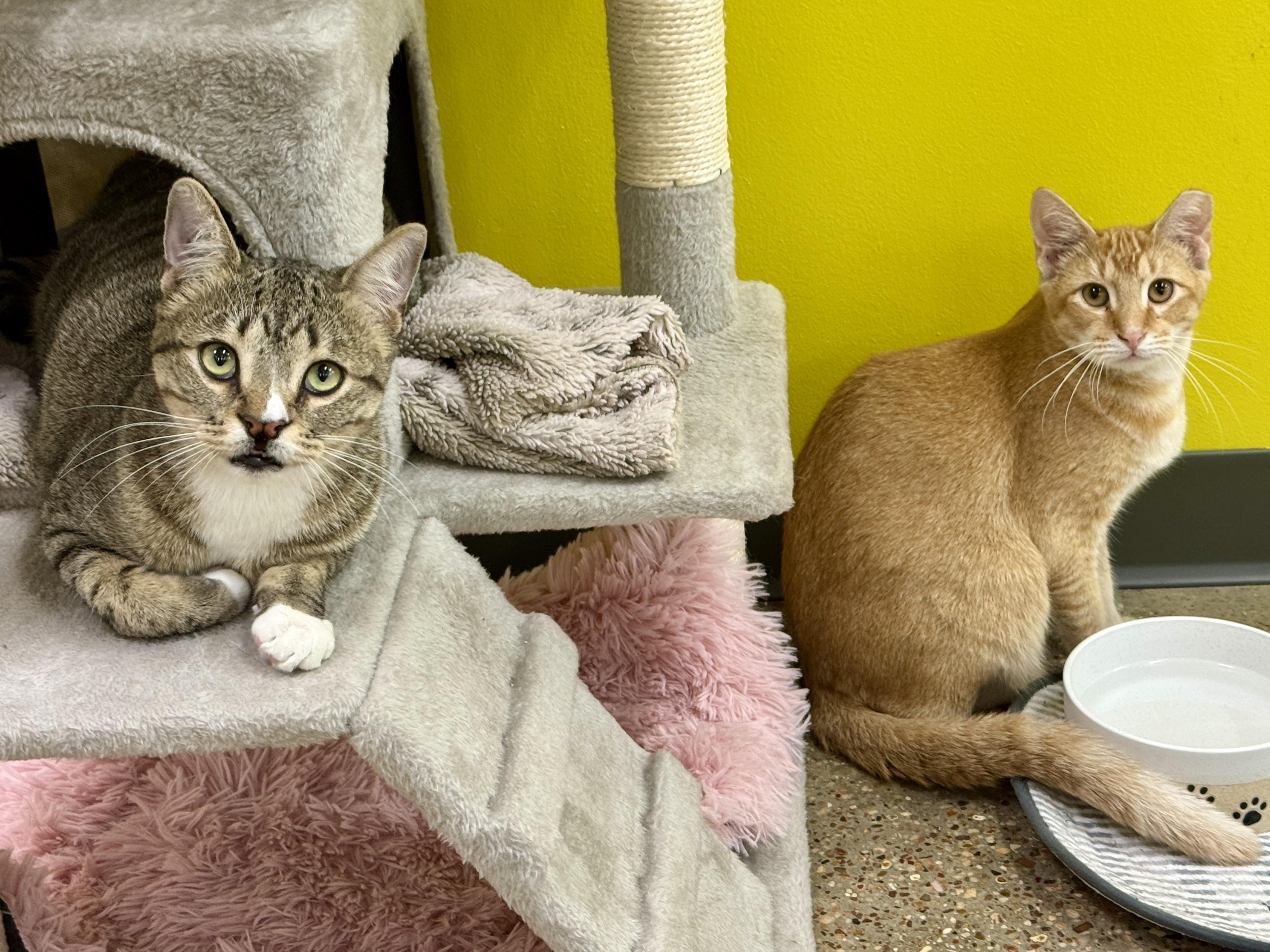 Enlarge Silly Willy, a ADOPTABLE Domestic Short Hair in Houston, TX image 3/6