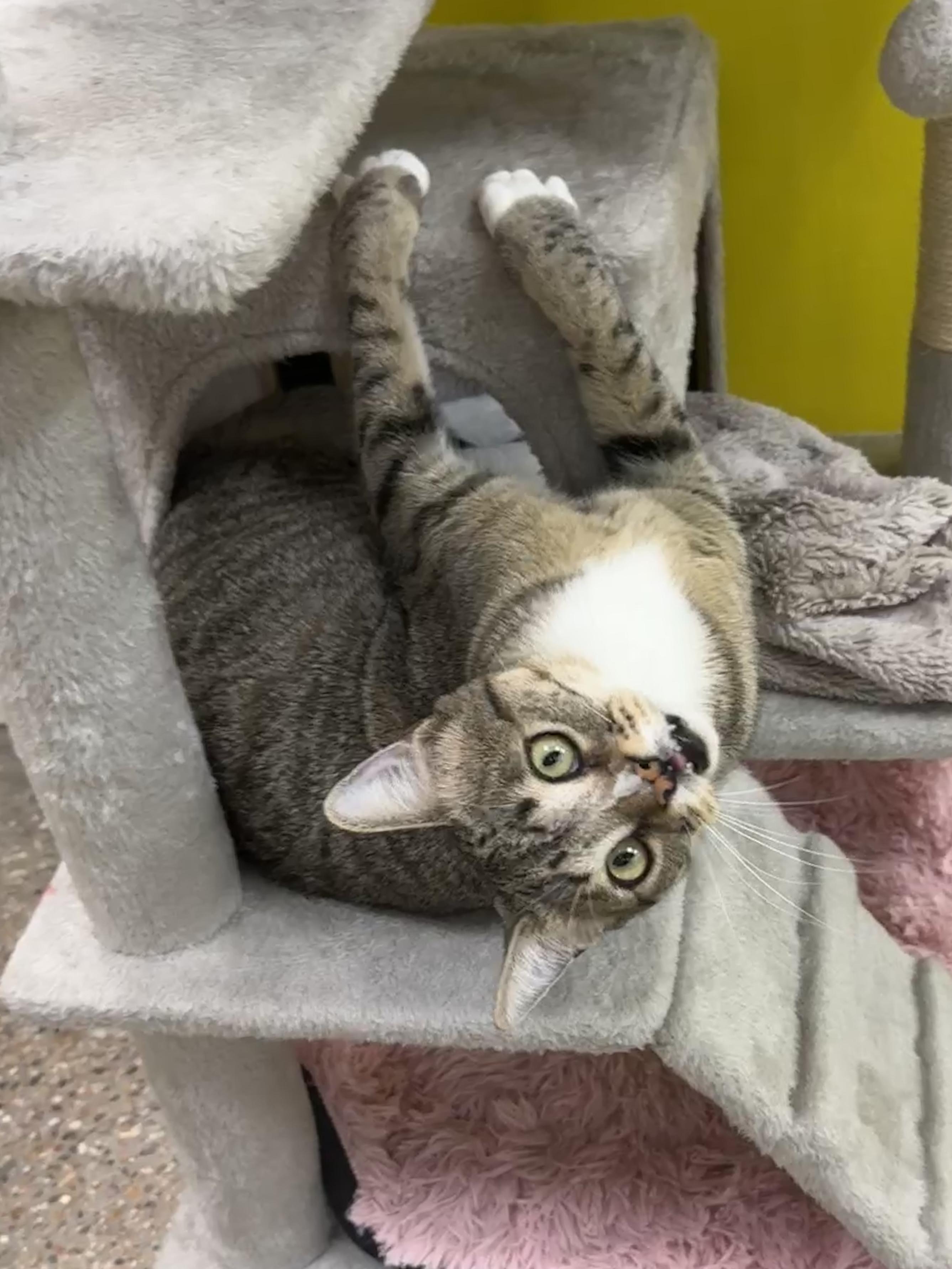 Silly Willy, ADOPTABLE, Kitten Male Domestic Short Hair.