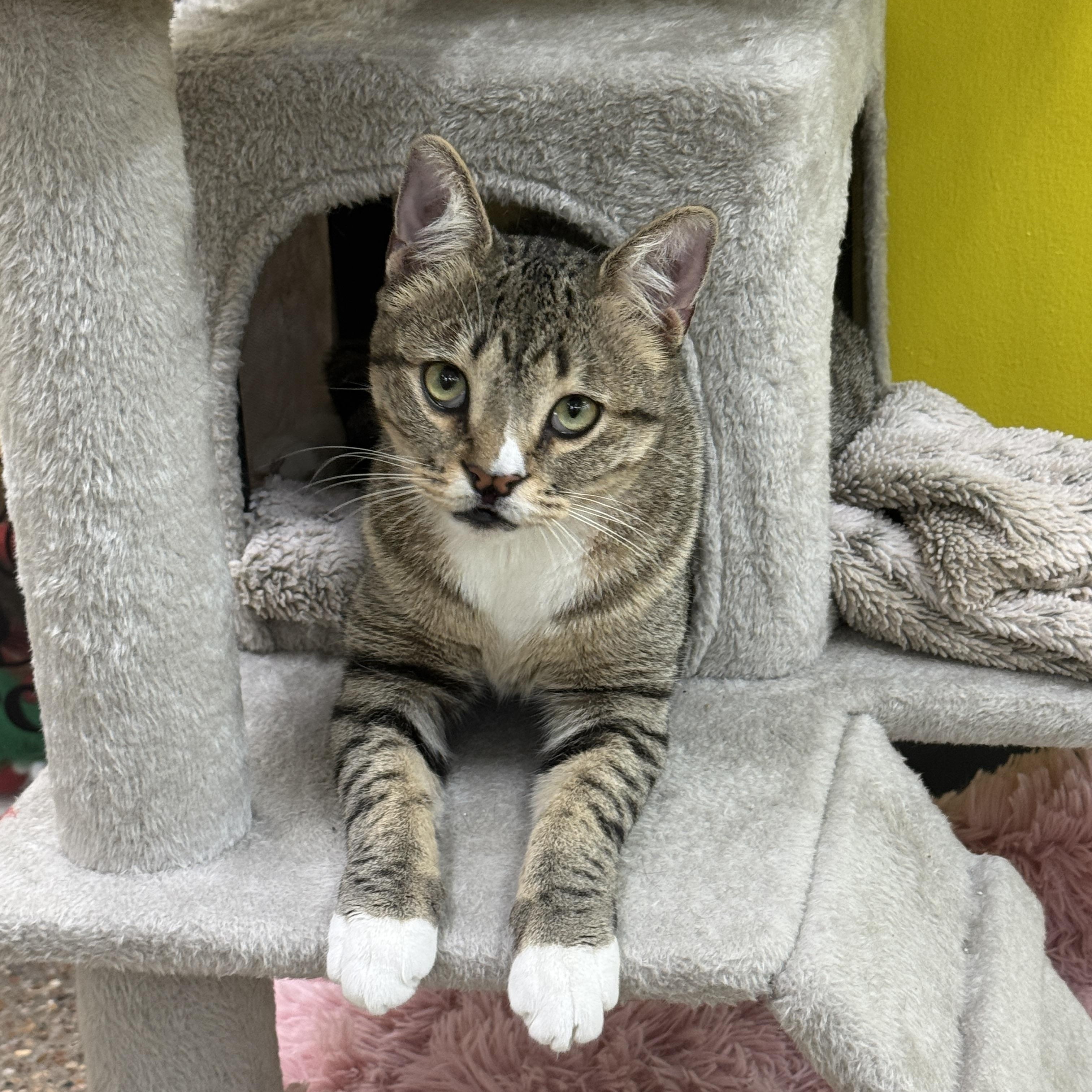 Enlarge Silly Willy, a ADOPTABLE Domestic Short Hair in Houston, TX image 4/6