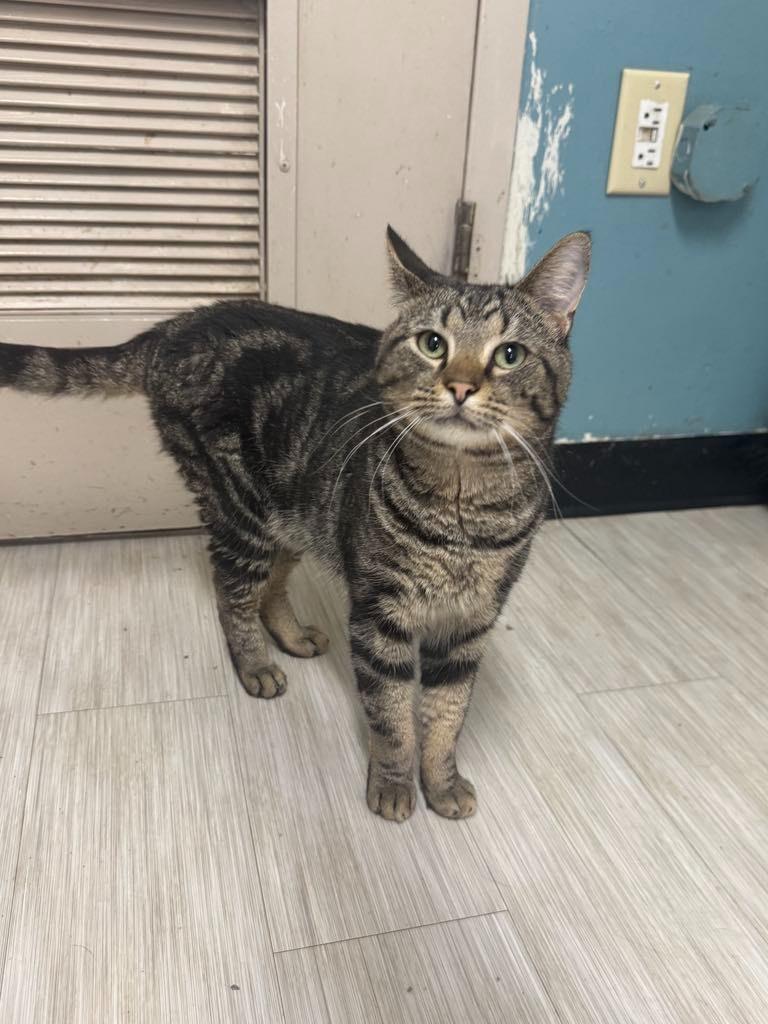 King Julien thumbnail 3