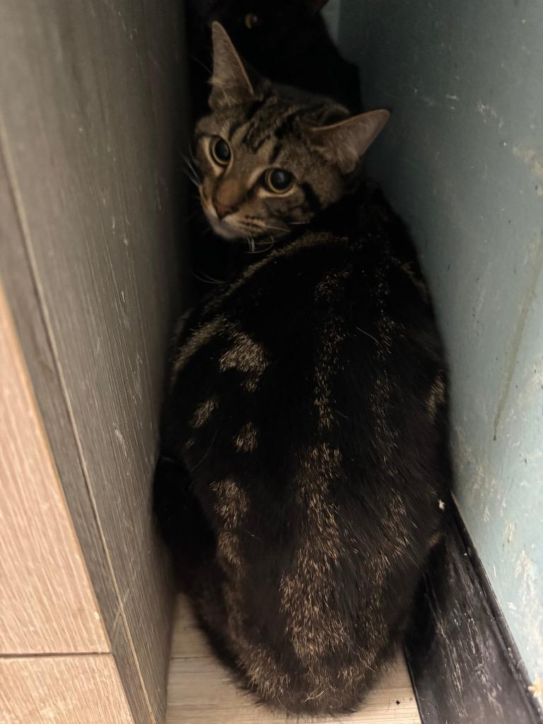 King Julien thumbnail 4