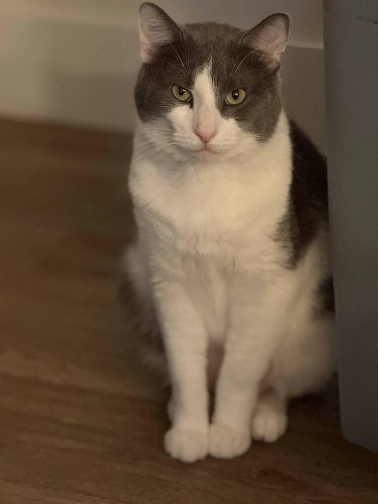 Dantonio - Ortiz 10, Adoptable, Adult Male Domestic Short Hair.