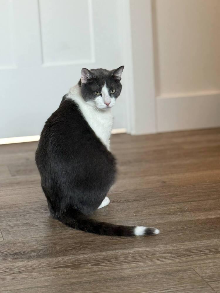 Enlarge Dantonio - Ortiz 10, a Adoptable Domestic Short Hair in Muskegon, MI image 2/4