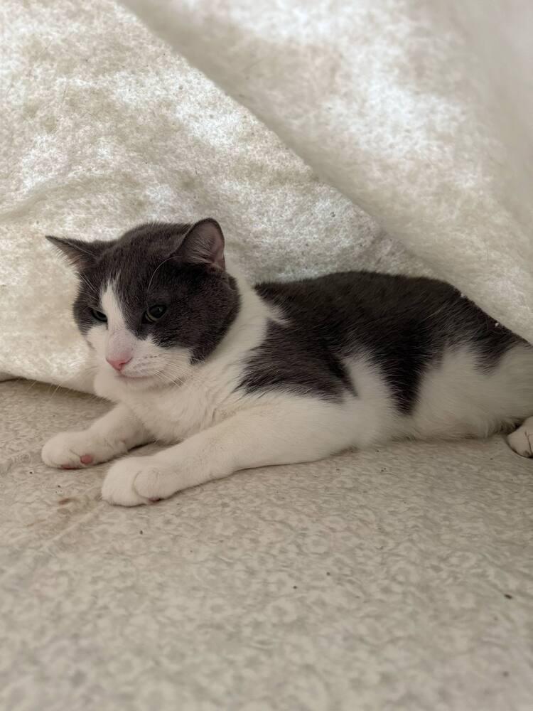 Enlarge Dantonio - Ortiz 10, a Adoptable Domestic Short Hair in Muskegon, MI image 3/4