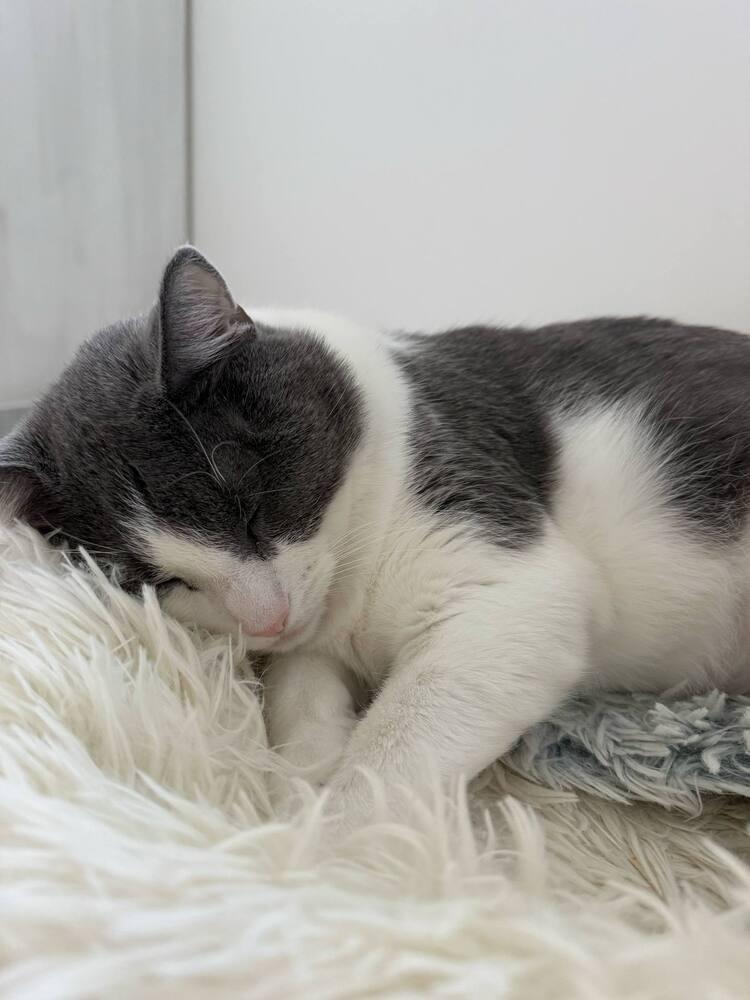 Enlarge Dantonio - Ortiz 10, a Adoptable Domestic Short Hair in Muskegon, MI image 4/4