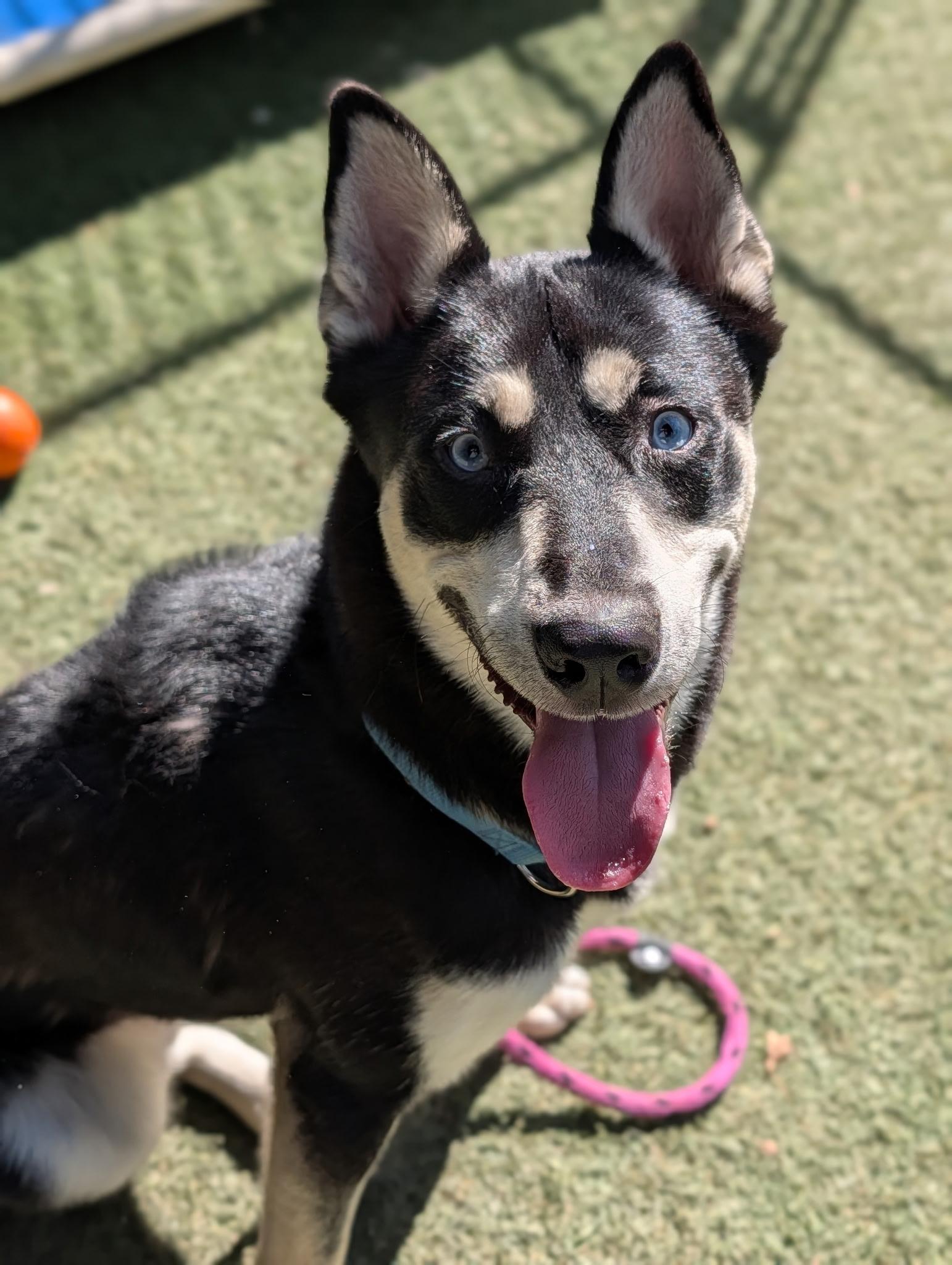 Enlarge Leo, a Adoptable mixed breed in Sudbury, MA image 2/6