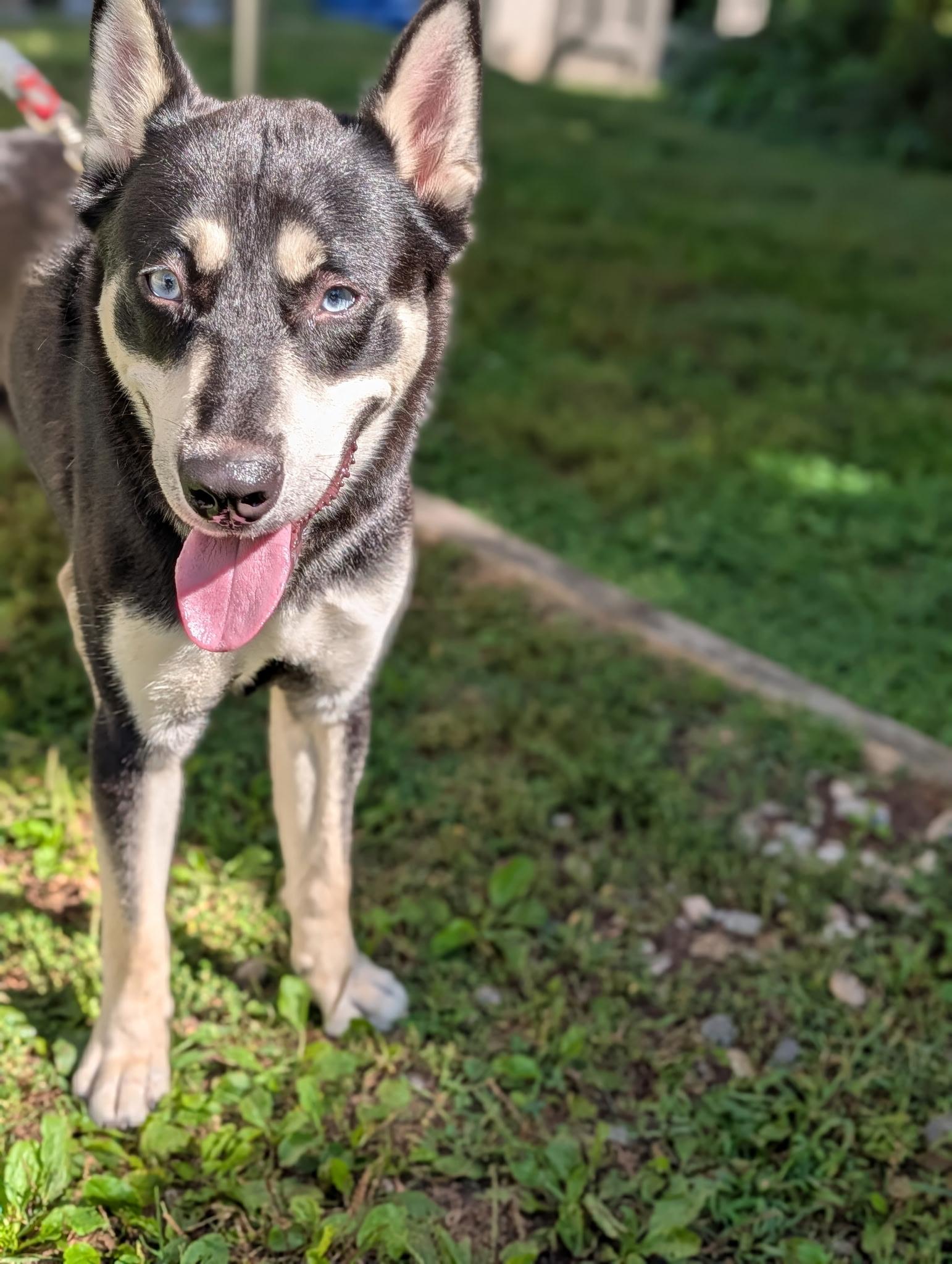Enlarge Leo, a Adoptable mixed breed in Sudbury, MA image 4/6