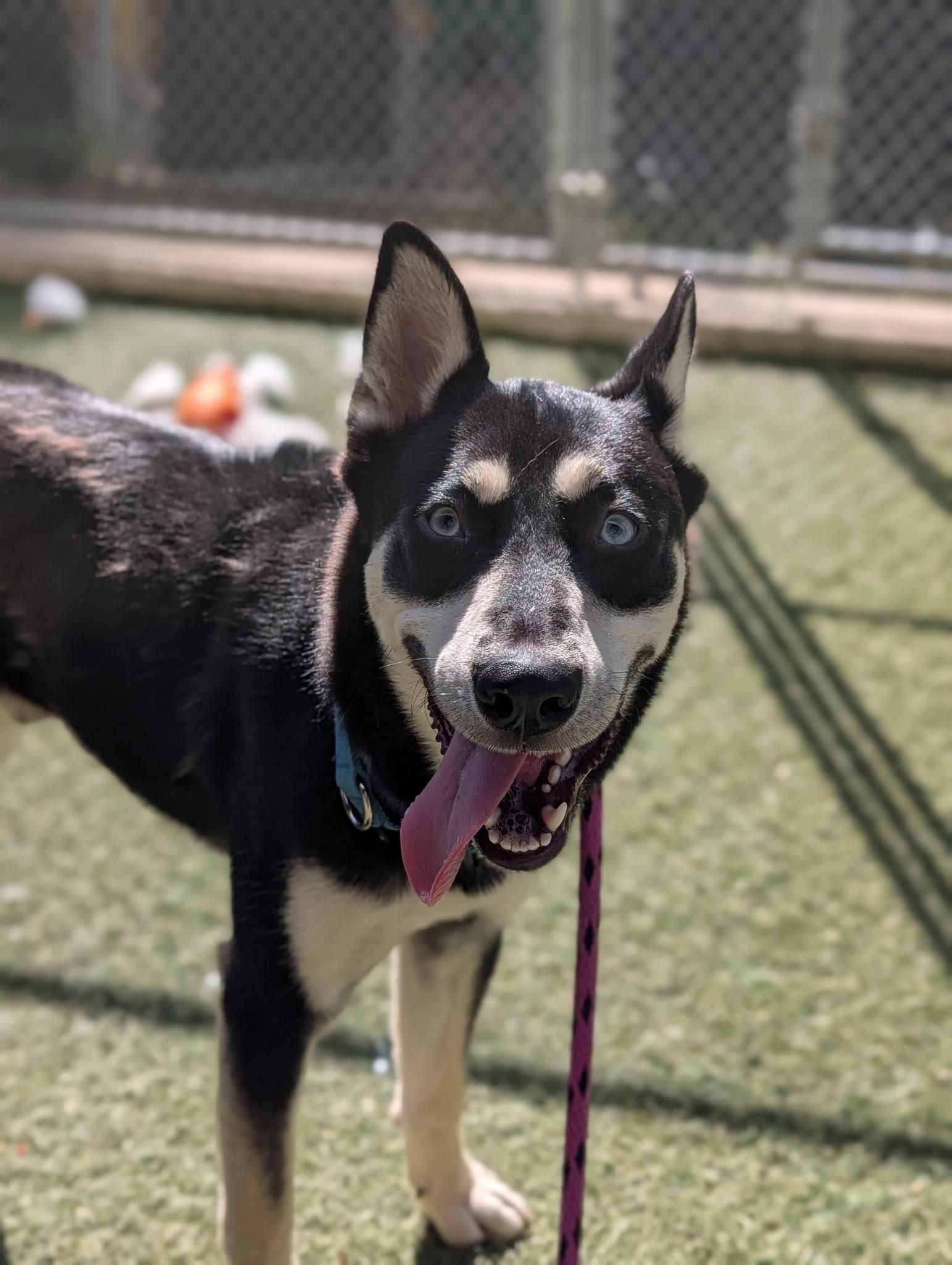 Enlarge Leo, a Adoptable mixed breed in Sudbury, MA image 3/6