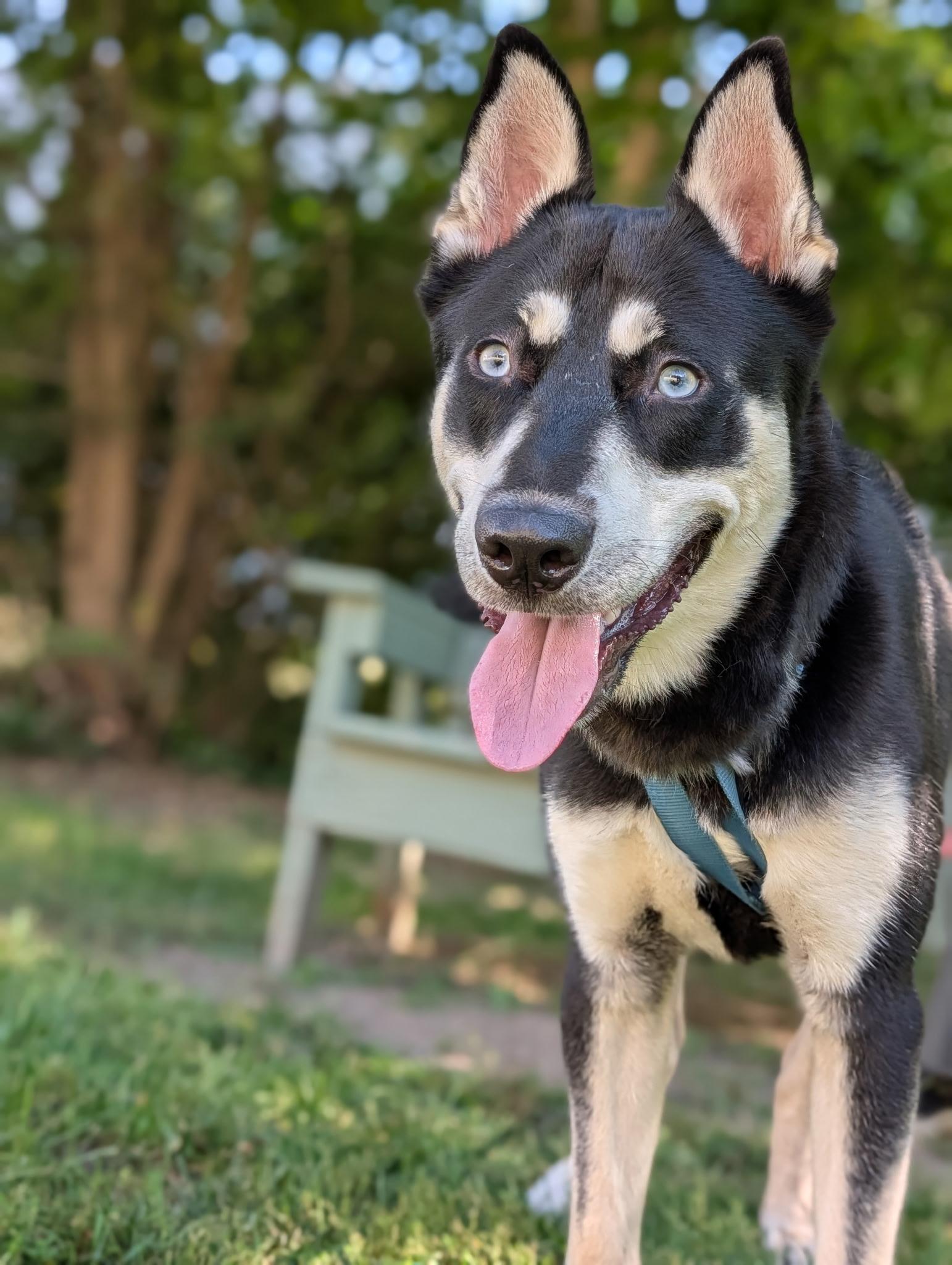 Enlarge Leo, a Adoptable mixed breed in Sudbury, MA image 5/6