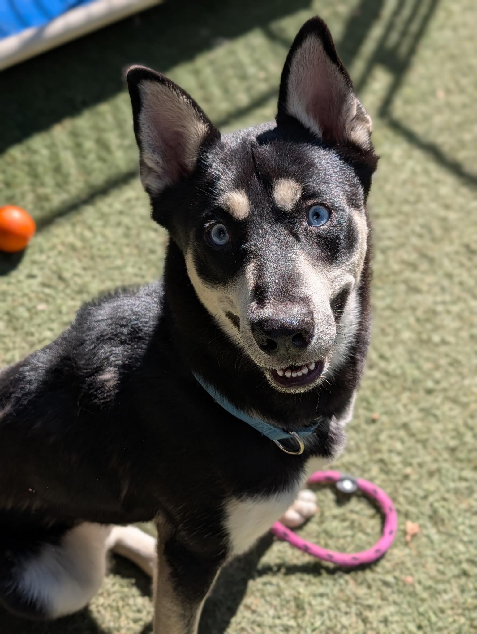 Enlarge Leo, a Adoptable mixed breed in Sudbury, MA image 1/6
