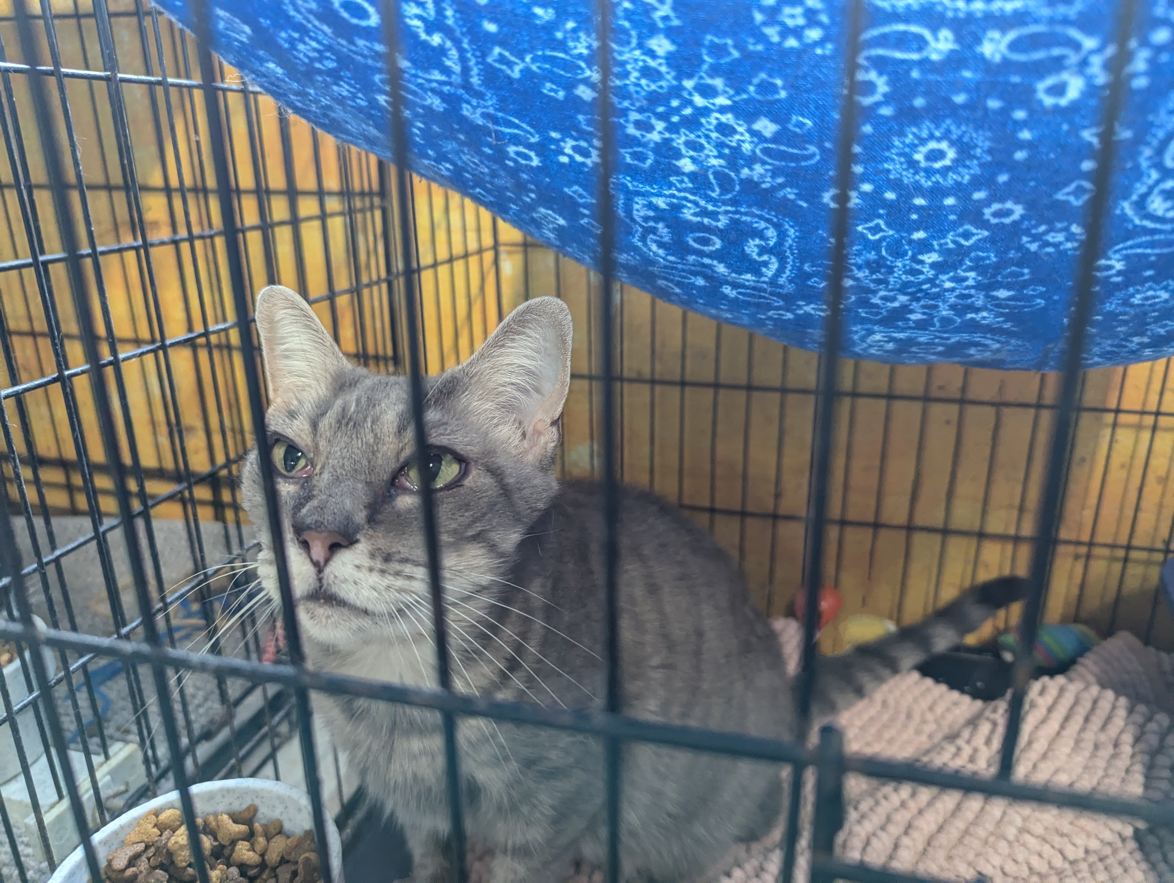 Enlarge Celeste, a Adoptable American Shorthair in Reeds Spring, MO image 1/1