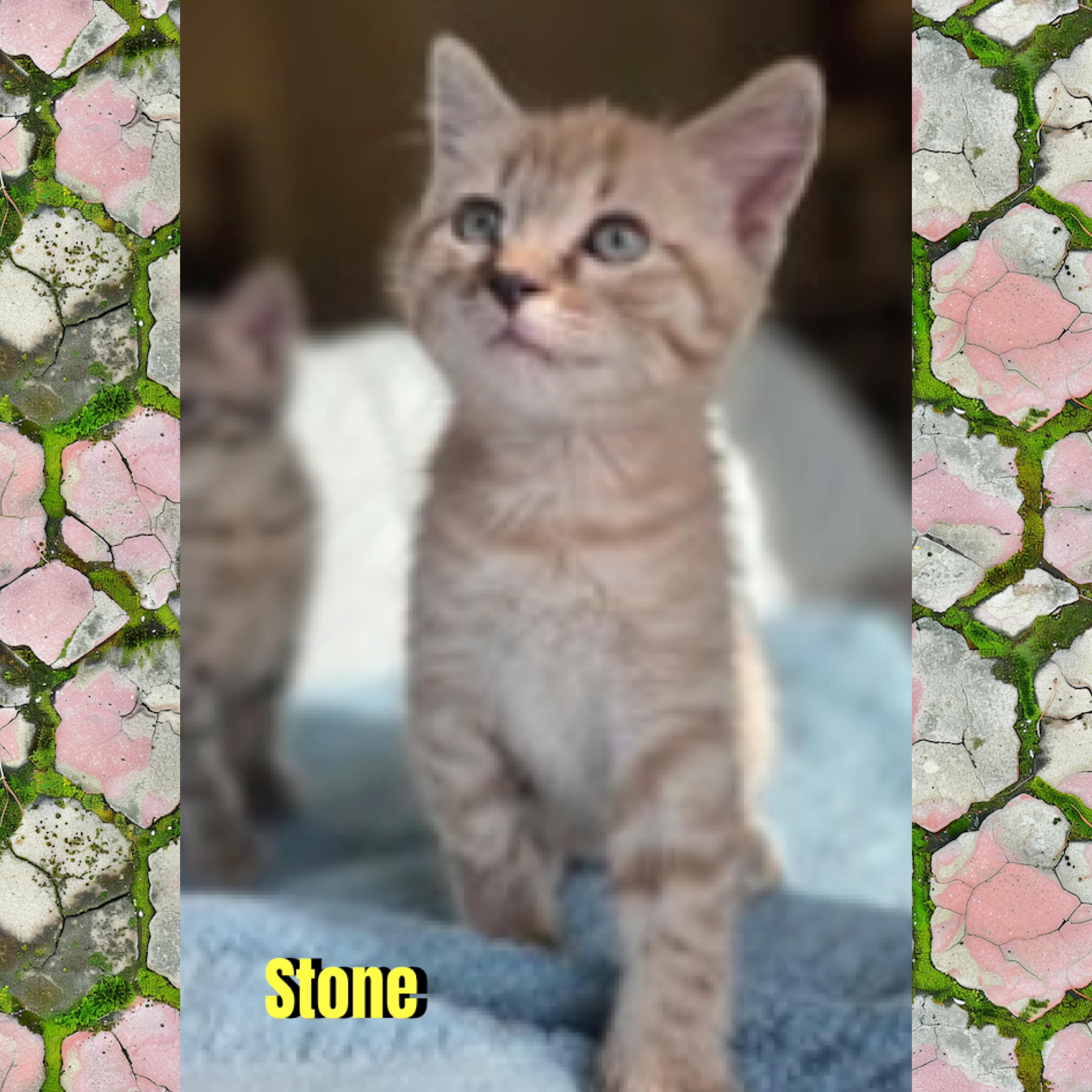 Enlarge Stone, a Adoptable mixed breed in Red Lodge, MT image 2/3