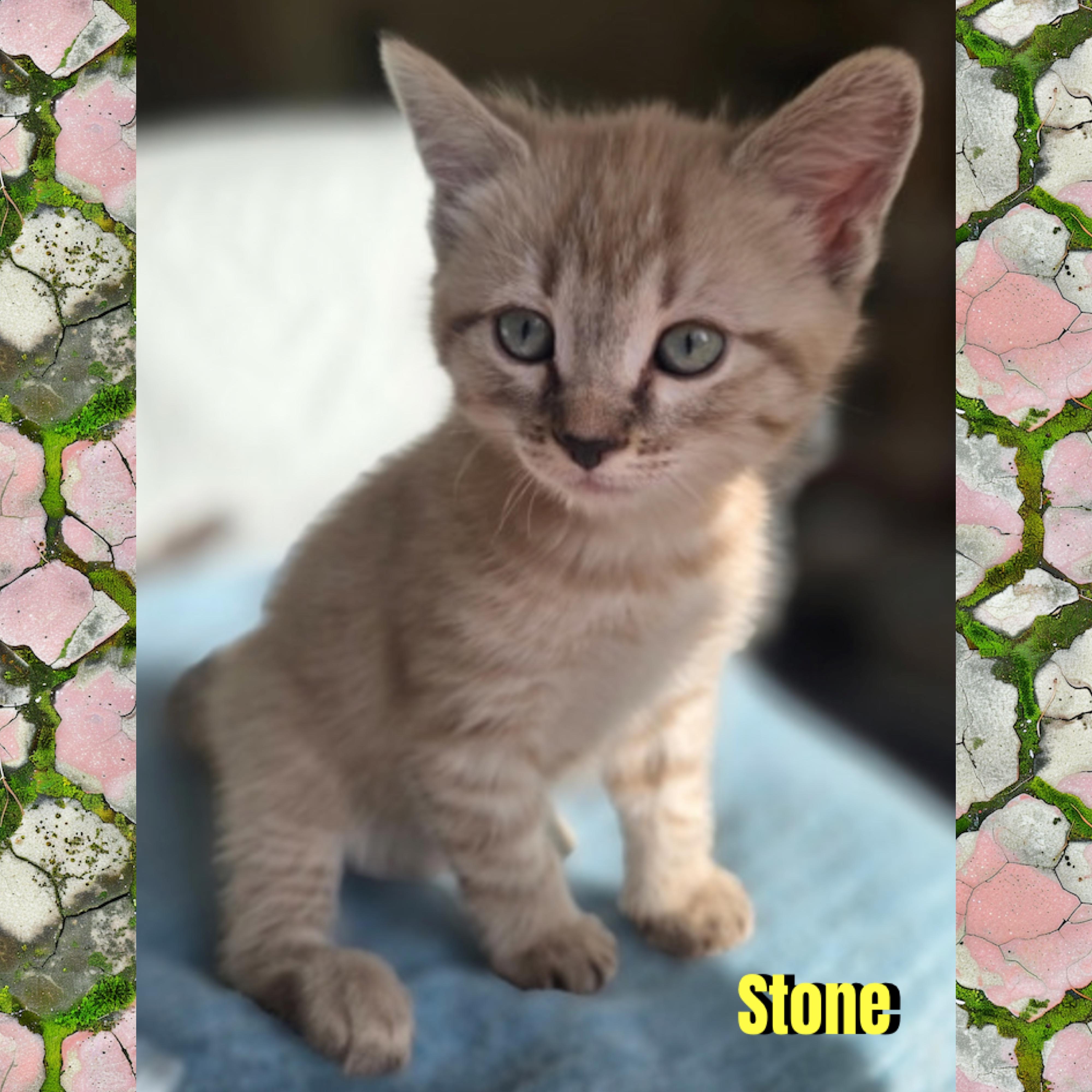 Enlarge Stone, a Adoptable mixed breed in Red Lodge, MT image 3/3