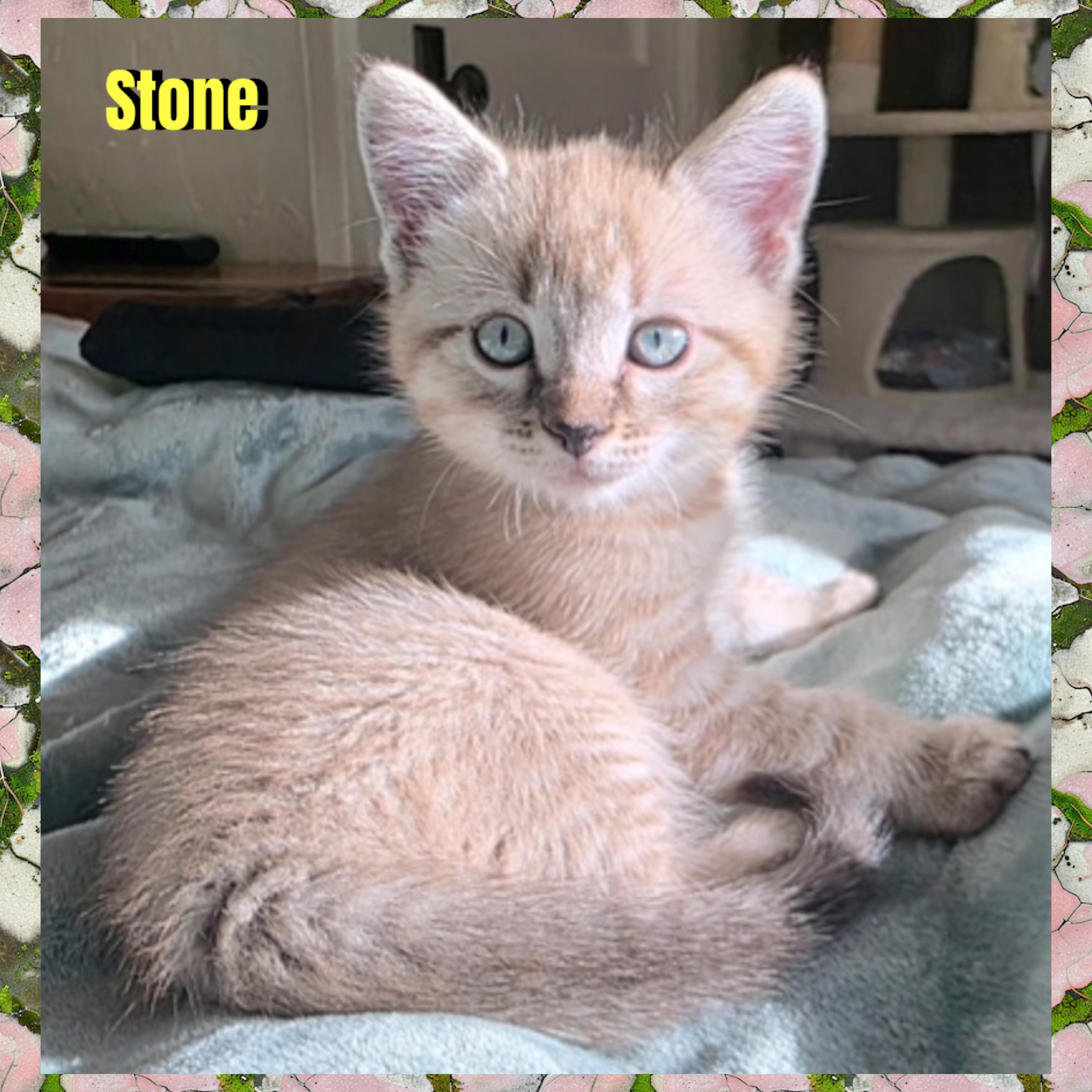 Stone, Adoptable, Kitten Male Domestic Short Hair.